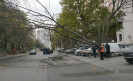 По улице Христо Ботева дерево перекрыло движение транспорта