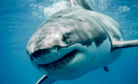 Un rechin din muzeu a speriat mortal un vizitator VIDEO