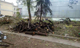 Chișinăuienii indignați de nimicirea copacilor de pe str 31 august VIDEOFOTO