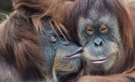 Новый вид человекообразных обезьян обнаружили в Индонезии