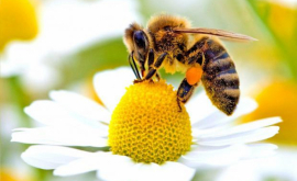 Среди пчел существуют правши и левши