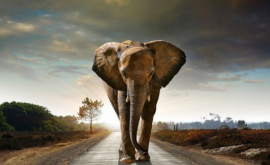 Слоны припугнули туристов на сафари ВИДЕО