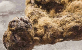 Corpul conservat al unui animal din Epoca de Gheață găsit în Siberia