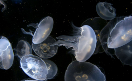 Полчища медуз наводнили побережье Крыма ВИДЕО