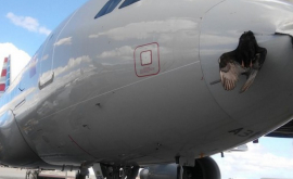 Птица едва не сорвала посадку самолета ФОТОВИДЕО