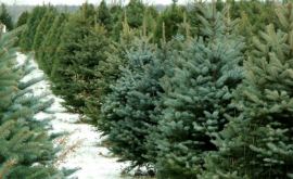 В продаже появились первые новогодние елки