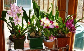 Как ускорить цветение орхидеи