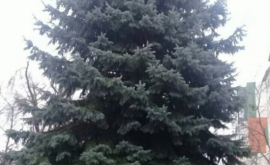 Как выглядит новогодняя елка которая будет стоять на ПВНС ФОТО