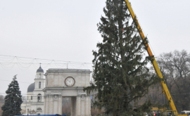 Сильвия Раду требует служебного расследования случая с общипанной елкой из Украины
