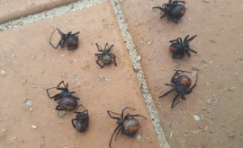 Дождь из смертоносных пауков напугал австралийку