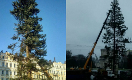 Как украинцы спасли ободранную елку ФОТО
