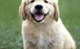 Собак больше привлекают улыбающиеся лица благодаря гормону любви 
