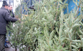 Продажа рождественских елок активизировалась после 20 декабря
