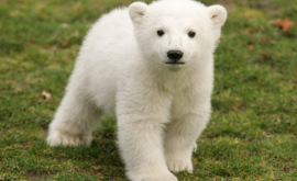 В Британии впервые за 25 лет в неволе родился белый медвежонок
