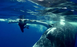 O balenă cu cocoașă protejează un om de un rechin VIDEO