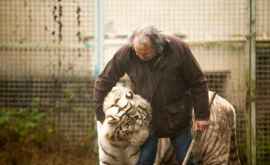 68летний француз живет с пятью тиграми и двумя львами