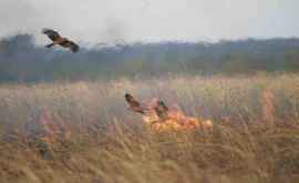 Oamenii de știință incendiile forestiere sînt provocate de păsări