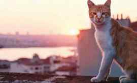 В Стамбуле проходит кинофестиваль посвященный кошкам