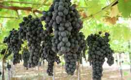 США помогут Молдове увеличить урожай столового винограда в 4 раза