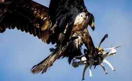 Ce se întîmplă cînd un vultur atacă o dronă VIDEO