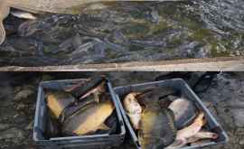 ANSA уничтожило более 3500 кг рыбы