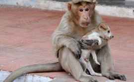 Incredibil dar adevărat În Columbia un cîine a adoptat o maimuță