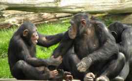 Cercetătorii au descifrat vocabularul maimuţelor
