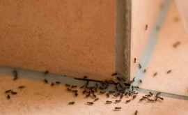 Trucuri simple care te ajută să scapi de furnicile din casă
