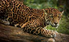 Un jaguar speriat de un urs furnicar giganticVIDEO