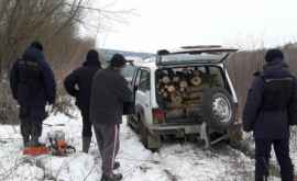 Двое напуганных снегопадами мужчин отправились рубить деревья