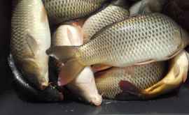 ANSA atenţionează consumatorii să fie prudenţi cînd cumpără peşte