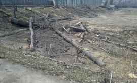 Motivul pentru care zeci de copaci din jurul unui teren sportiv au fost defrişaţi
