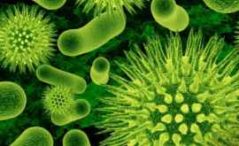 В США распространяются непобедимые супербактерии