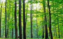 В пасхальные праздники будет усилена охрана лесного хозяйства