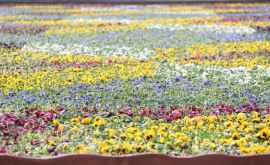 Сильвия Раду хочет чтобы в Кишиневе ежегодно проводился Фестиваль цветов ФОТО