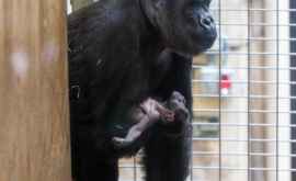 Трогательный момент когда горилла ласкает новорожденного детёныша ВИДЕО