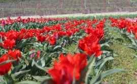 Как выглядит самая большая плантация тюльпанов в Молдове в 2018 году ФОТО