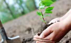 В селе Копчак посадили более 50 000 деревьев