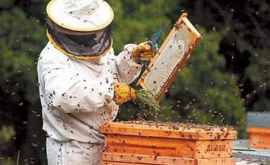 Важное предупреждение для пчеловодов страны