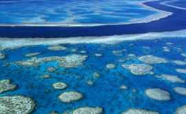 Marea Barieră de Corali a suferit un colaps ecologic fără precedent
