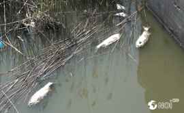 Peşte mort găsit în iazul de la Dănceni Ce spun autorităţile VIDEO FOTO