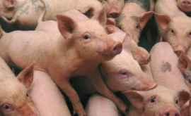 В Штефан Водэ зарегистрирован новый очаг африканской чумы свиней