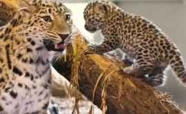 Pui de leopard de o specie rară născuți la Grădina Zoologică de la Viena VIDEO