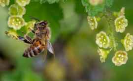 Пчелиное маточное молочко свойства и отзывы