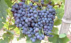 В Молдову привезли новые сорта столового винограда из США