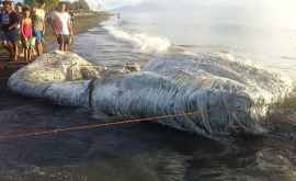 Un monstru marin a fost găsit pe o plajă în Filipine FOTOVIDEO