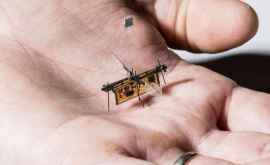 Prima insectă robotică wireless deschide calea întrun nou domeniu tehnologic