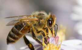 Сегодня отмечается Всемирный день пчел