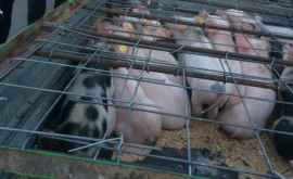 Măsuri de prevenire a pestei porcine pe teritoriul raionului Floreşti
