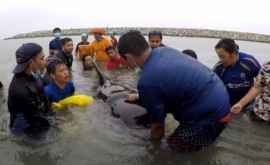 O balenă a murit pe o plajă din Thailanda cu 8 kilograme de plastic în stomac